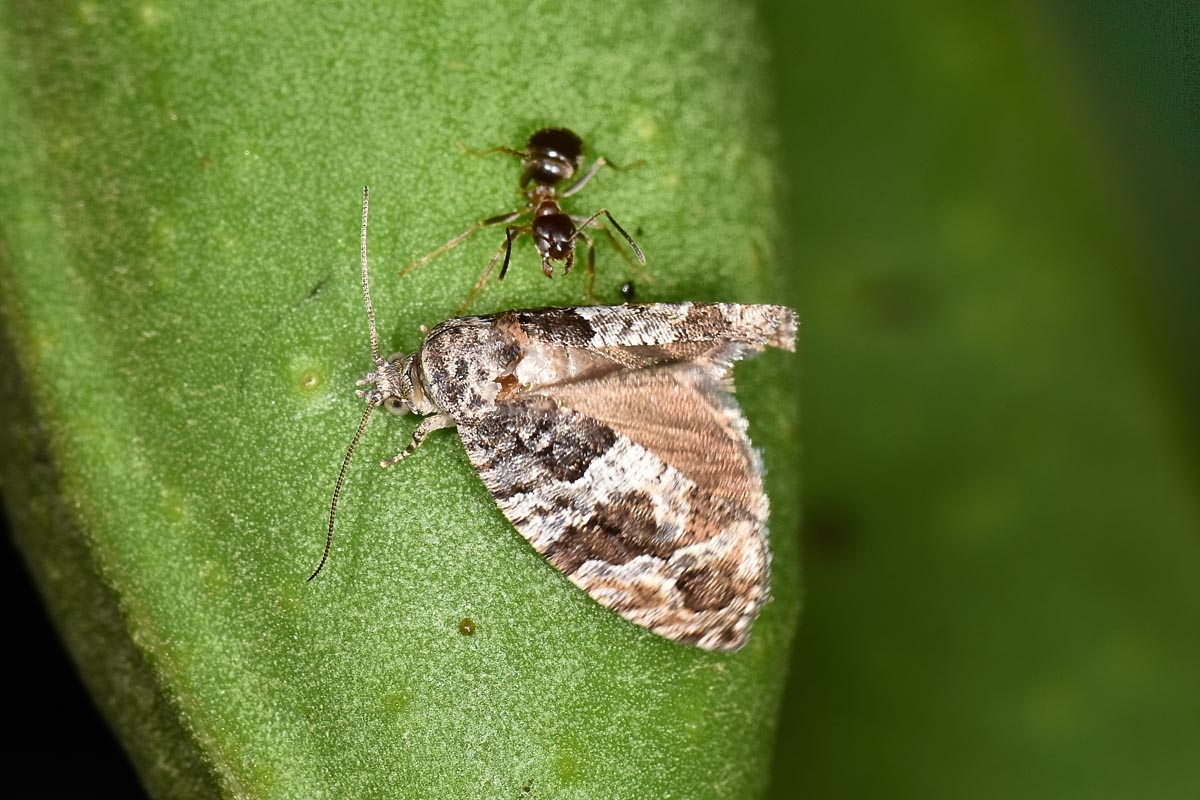 Tortricidae? S, Eudemis profundana